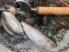 ヤマメの釣果