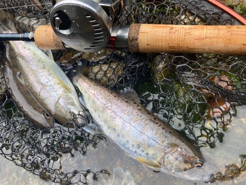 ヤマメの釣果