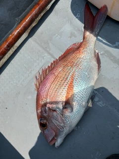 マダイの釣果