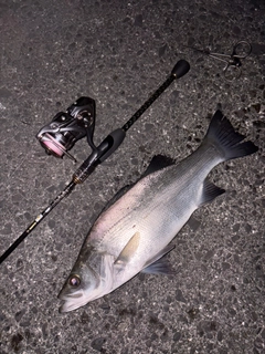 ヒラスズキの釣果