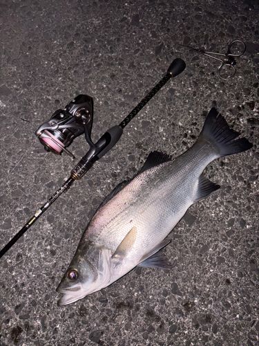 ヒラスズキの釣果