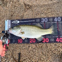 ラージマウスバス