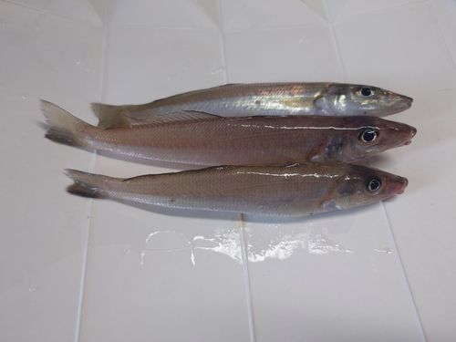 キスの釣果