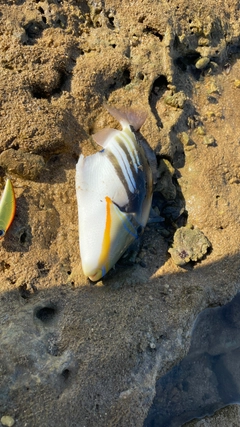 ムラサメモンガラの釣果