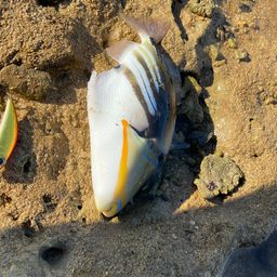 ムラサメモンガラ