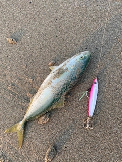 イナダの釣果