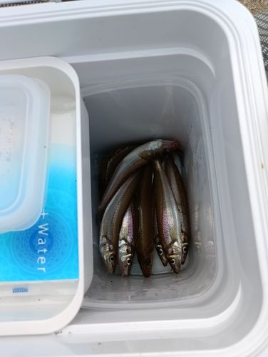 シロギスの釣果