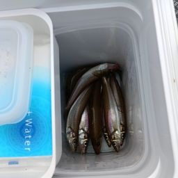 シロギス
