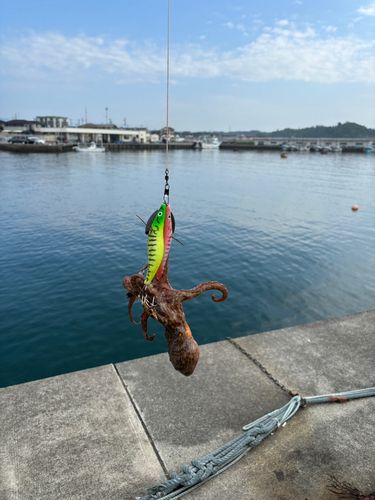 タコの釣果