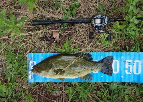 ブラックバスの釣果