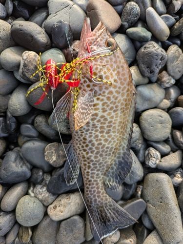 オオモンハタの釣果