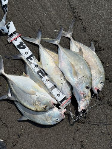 メッキの釣果