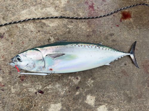 ソウダガツオの釣果