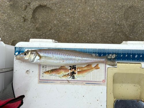 キスの釣果