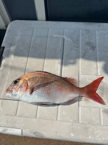 マダイの釣果