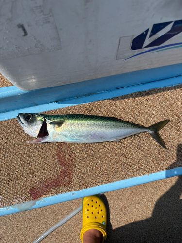 サバの釣果