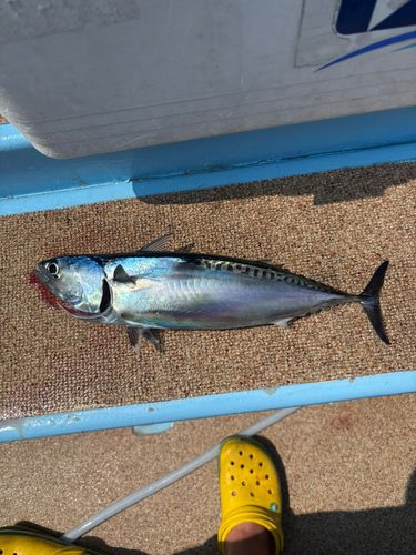 スマカツオの釣果