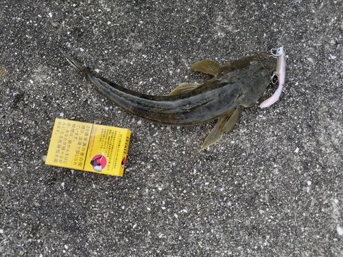 コチの釣果