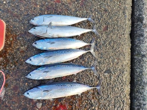 ソウダガツオの釣果