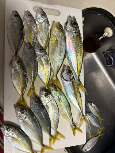 アジの釣果