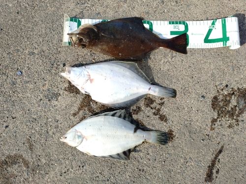 ソウハチの釣果