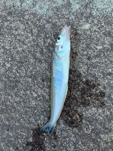 キスの釣果