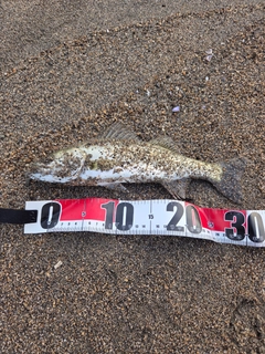 マゴチの釣果