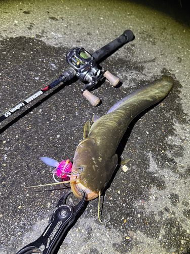 ナマズの釣果