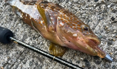 アコウの釣果
