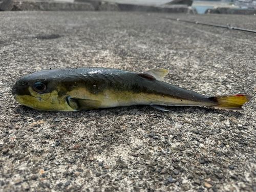 クロサバフグの釣果