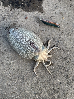 シリヤケイカの釣果