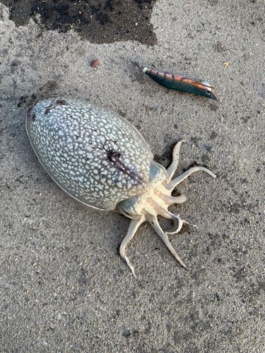 シリヤケイカの釣果