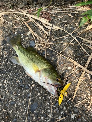 ブラックバスの釣果