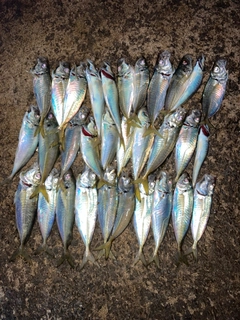 アジの釣果