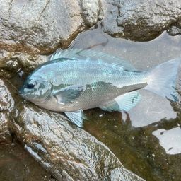 クチブトグレ