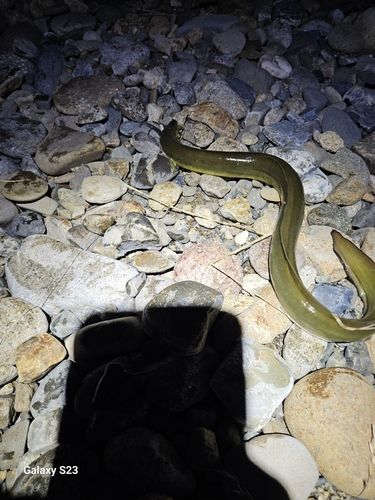 ウナギの釣果