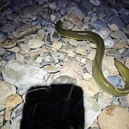 ウナギ