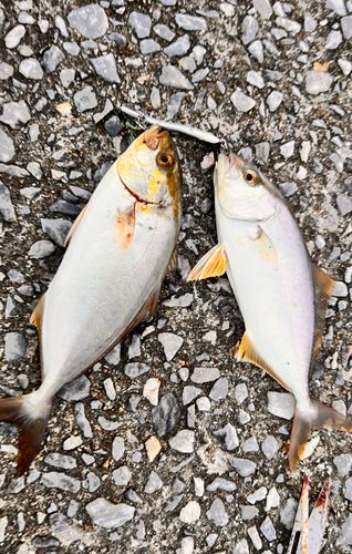 ネリゴの釣果