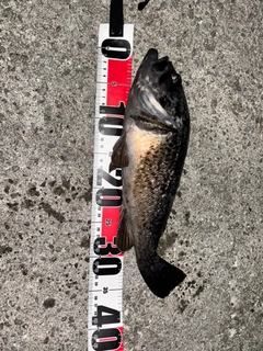 クロソイの釣果