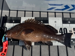 オオモンハタの釣果