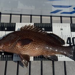 オオモンハタ