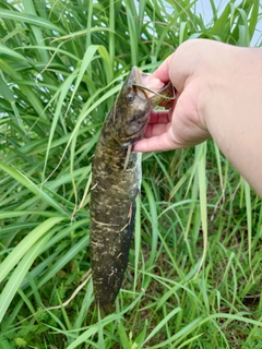 ナマズの釣果