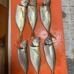 アジ
