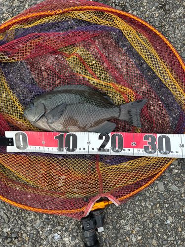 メジナの釣果