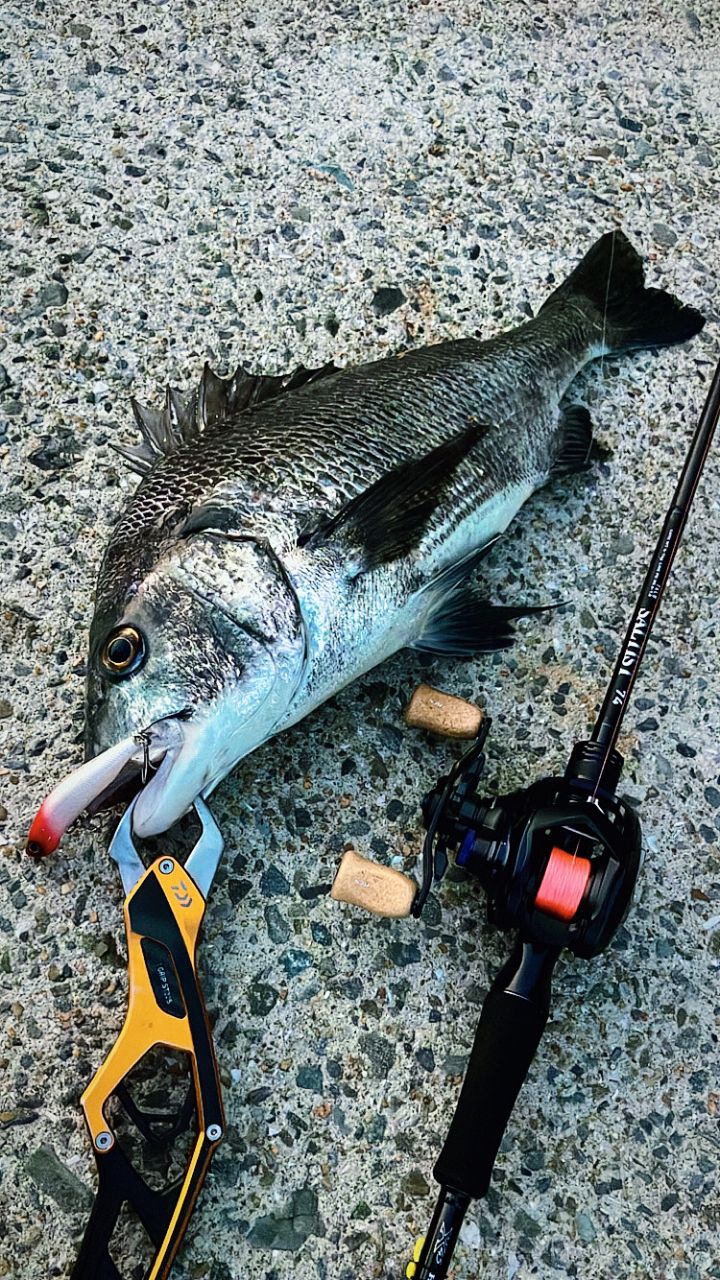 ダイワ　ソルティスト　74LB Amazon.com : Daiwa Saltist 74LB Lure Rod : Sports & Outdoors