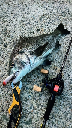 チヌの釣果