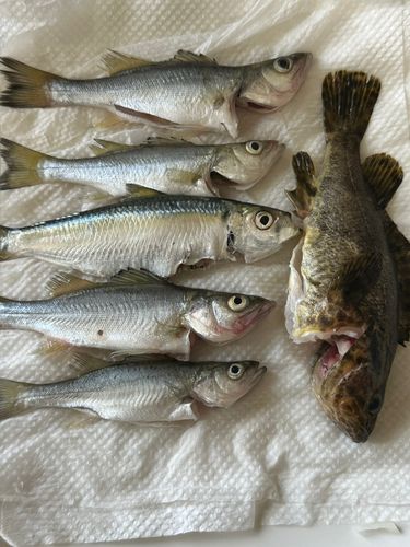 セイゴ（タイリクスズキ）の釣果