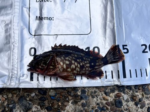 カサゴの釣果
