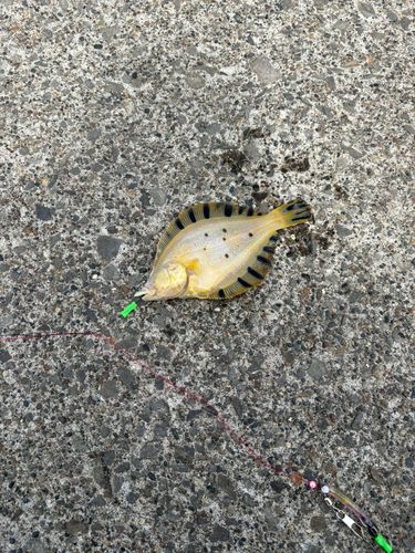 マツカワの釣果