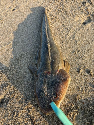 マゴチの釣果